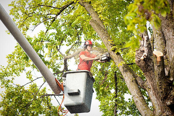 Best Best Tree Removal Services  in Bloomingdale, NJ